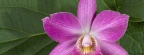Orchidees - FB Cover 16