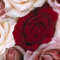 Roses - Facebook couverture  12 