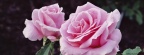 Roses - Facebook couverture  9 
