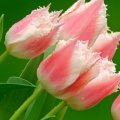 Tulipes_-_Fleurs_-_FB_Timeline__11_.jpg