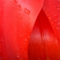 Tulipes_-_Fleurs_-_FB_Timeline__14_.jpg