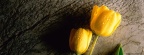 Tulipes - Fleurs - FB Timeline  22 