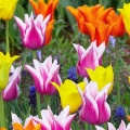 Tulipes_-_Fleurs_-_FB_Timeline__3_.jpg