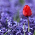 Tulipes - Fleurs - FB Timeline  7 