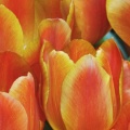 Tulipes_-_Fleurs_-_FB_Timeline__8_.jpg