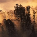 Forêt dans la brume, Vosges, France - Facebook Cover.jpg
