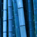 Timeline - Bamboo, Kyoto, Kinki, Japan