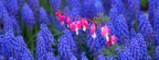 Timeline - Bleeding Hearts Among Grape Hyacinths, Keukenhof Gardens, Lisse, Holland