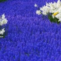 Timeline - Grape Hyacinths and Daffodils, Keukenhof Gardens, Lisse, Holland.jpg