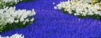 Timeline - Grape Hyacinths and Daffodils, Keukenhof Gardens, Lisse, Holland
