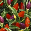 Timeline - Pepper Plant.jpg
