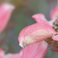 Timeline - Pink Dogwood Blossoms.jpg