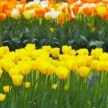 Timeline - Spring Garden, Keukenhof Gardens, Lisse, Holland.jpg