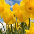 Timeline - Sunny Daffodils.jpg