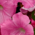 Pink Petunia.jpg