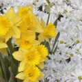 Timeline - Brighton Narcissus and Daisy Flowers.jpg