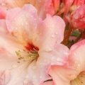 Timeline - Rhododendron Blossoms.jpg