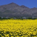 Timeline - Field of Golden Gilia, Saddleback Butte State Park, California