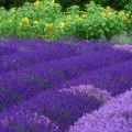 Timeline - Purple Haze Lavender Farm, Sequim, Washington