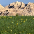 Timeline - Wildflowers, Badlands National Park, South Dakota