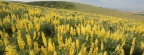 Timeline - Yellow Lupine, Emigrant Hill, Oregon