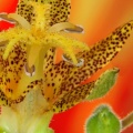 Toad Lily.jpg