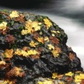 Cover FB  Autumn Leaf Covered Rock, Elk River, Oregon