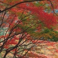 Cover FB  Autumn's Garden Path