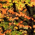 Cover FB  Beech Tree in Autumn, Washington Park, Portland Oregon