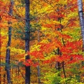 Cover FB  Colors of New Hampshire