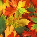 Cover FB  Kaleidoscope of Fall