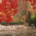 Cover FB  Lithia Park in Autumn, Ashland, Oregon