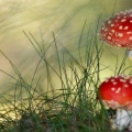 Cover FB  nature polka mushrooms Fliegenpilz wds 