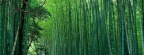 Cover FB  Bromeliads-Bocaina-National-Park-Atlantic-Rainforest-Brazil-pictures