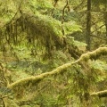 Cover_FB_ Old_Growth_Rainforest,_Pacific_Rim_National_Park,_Vancouver_Island,_British_Columbia,_Canada.jpg