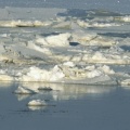 Cover FB  Polar Bear Crossing the Hudson Bay, Churchill, Manitoba, Canada