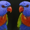 cute colour parrots-Facebook Cover