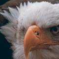 fierce eagle-Facebook Cover