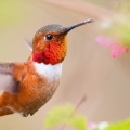hummingbirds-Facebook Cover
