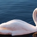 white swan in waterFacebook Cover