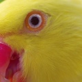 yellow parrot-Facebook Cover