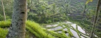Terraced Rice Paddies, Ubud Area, Bali, Indonesia