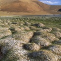 Tussocks of Permafrost, Ladakh, India