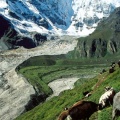 Yak Herding, Kangshung Glacier, Tibet