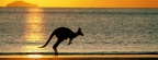 Cover FB  Taking Joey Home, Australia