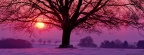 Cover FB  Winter Sunset and the Majestic Oak, Germany