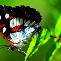 Papillon - Facebook.couv