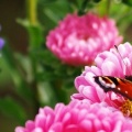 Papillon dans des fleurs - FB