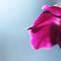 Fleur violette FB cover