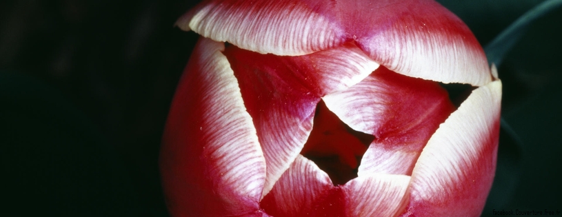 Tulipes_-_Fleurs_-_FB_Timeline__13_.jpg